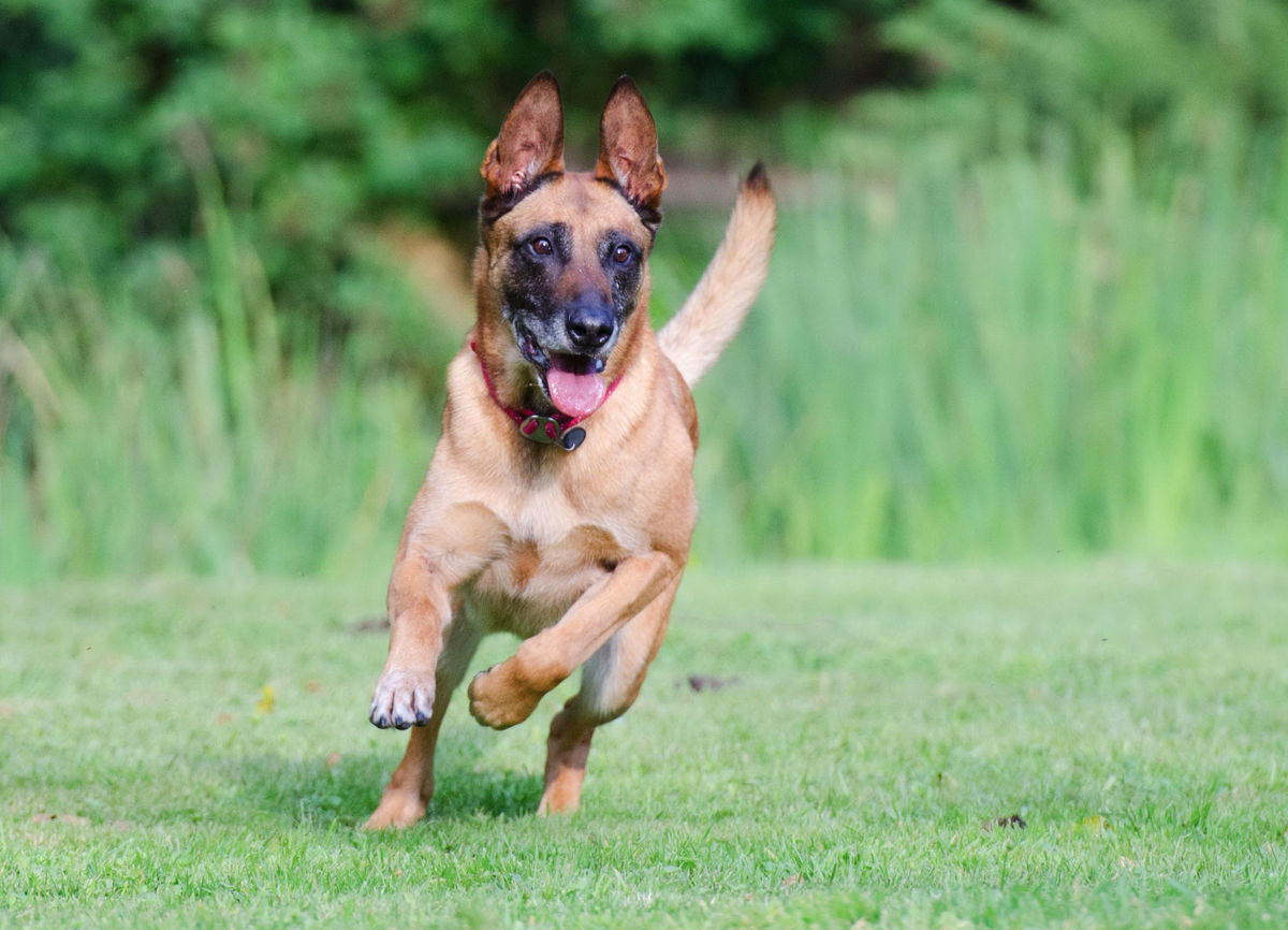 Belgian Malinois